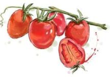 cherry-tomato cherry-tomato